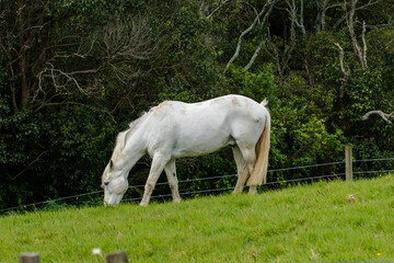 Obraz na płótnie Canvas Horses on green grass field 