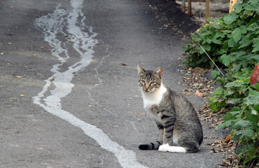 Homeless cat. The cat is sitting on the road.