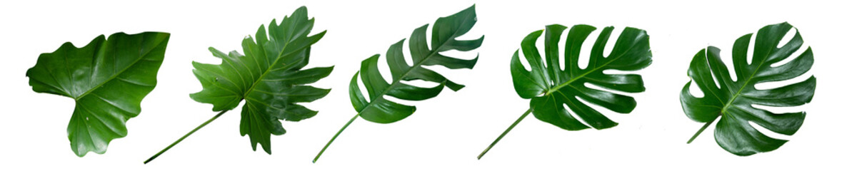 Set of fresh leaves monstera plant lie on isolated white background with copy space and clipping...