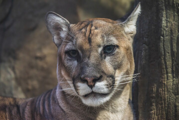 動物園の動物