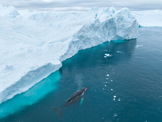 Ballenas yubartas descansando entre los icebergs a vista de drone.