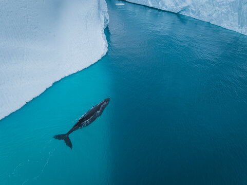 Ballenas yubartas descansando entre los icebergs a vista de drone.
