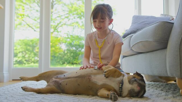 Girl pretending to be veterinary surgeon at home examining pet French Bulldog with stethoscope - shot in slow motion
