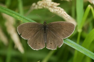 Obraz premium Closeup of the brown rignlet butterfly, Aphantopus hyperantus sitting in the vegation