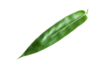 Green bamboo leaves isolated on transparent background.PNG