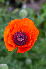 Fototapeta premium Blooming orange flower of oriental poppy on a green background macro photography on a summer day. Large papaver orientale with red petals close-up photo in summertime.