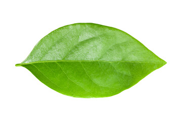 Gooseberry leaves isolated on a transparent background.png