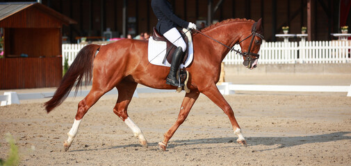 Horse Dressage horse trotting with rider in a dressage competition photographed from the side with...