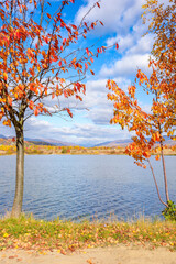 trees in colorful foliage on the shore. countryside scenery on the lake in autumn. sunny weather in fall season