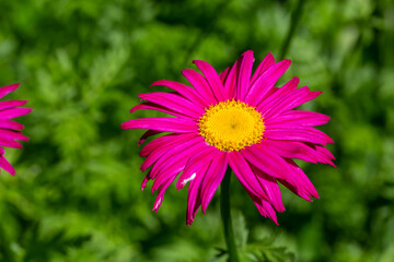 Obraz premium Blooming pink Pyrethrum flower on a green background in summer macro photography. Garden daisy flower with red petals closeup photo on a sunny day.
