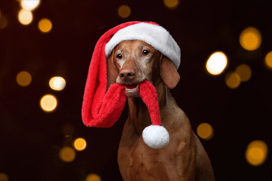 Cute dog hungarian vizsla in a santa claus hat