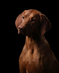 Beautiful hungarian vizsla dog, close-up portrait