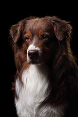 Beautiful dog Australian Shepherd, portrait