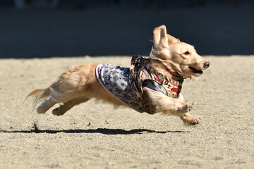 元気よく走る犬