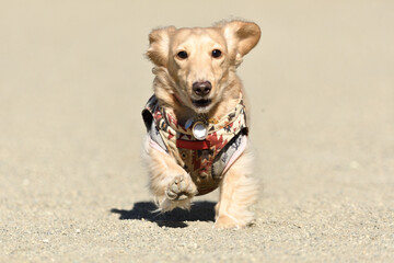 元気よく走る犬