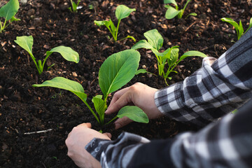 Farmer Hand is planting caisim or Choy sum in the garden plot or greenhouse. Growing and take care...