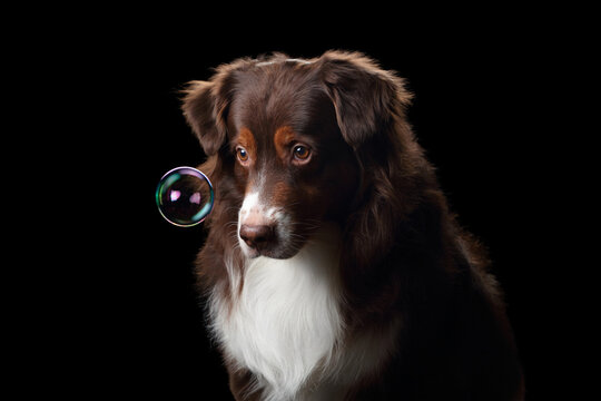 Beautiful dog Australian Shepherd with soap bubbles