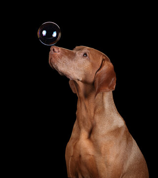 Beautiful dog Hungarian Vizsla catches a soap bubble