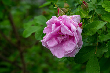 Fototapeta premium Blossom purple rose flower with raindrops macro photography on a sunny summer day. Wet garden rose with water drops on a pink petals close-up photo in the summertime. Tender rosa floral background.