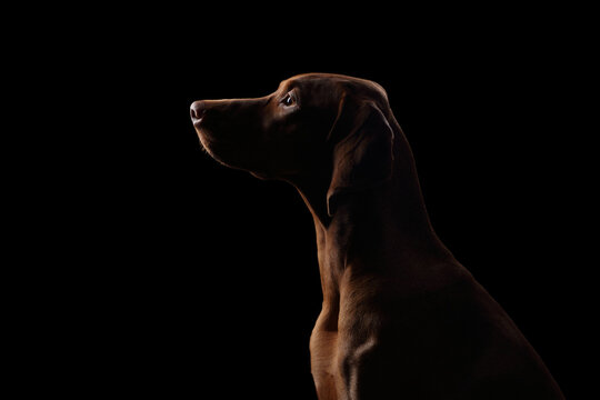 Beautiful Hungarian Vizsla dog. Portrait in profile
