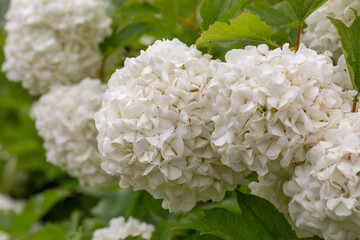 Blooming white hydrangea flowers macro photography on a summer day. Large cap of garden hydrangea with white flowers close-up photo in summertime. Large ball of flowers with white petals.
