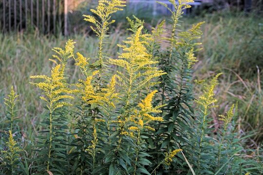 ブタクサの花 の画像 3 041 件の Stock 写真 ベクターおよびビデオ Adobe Stock