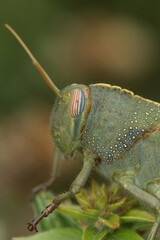 Closeup on a green nymph of the Egyptrian migrating locust grasshopper , Anacridium aegyptium