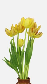 Time lapse of dying yellow-orange tulip bouquet in a vase isolated on white background, vertical orientation