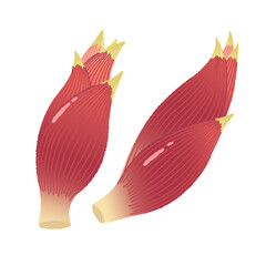 みょうがのイラスト