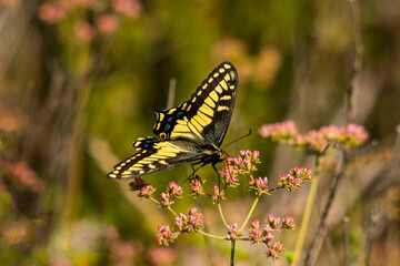 Yellow butterfly resting on pink flowers
