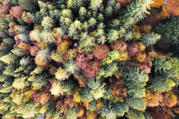 Texture of trees from above. Zenithal aerila view of a forest.