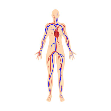 Circulatory system, veins and arteries. Organ system of human body vector illustration. Woman body structure on white background. Anatomy