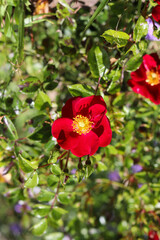 Natural red flowers plant, garden photography