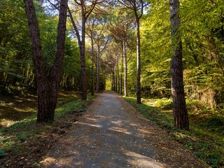 A beautiful walking path among the trees in the forest. Sunlight seeping through the trees. Istanbul, Turkey.