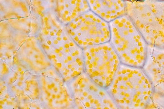 Cell structure flower, View of chromoplast showing in plant cells under the microscope for classroom education.