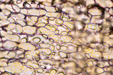 Cell structure flower, View of chromoplast showing in plant cells under the microscope for...