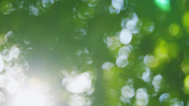 Green bokeh on nature abstract blur. Green natural background of out of focus forest or bokeh. Blur.