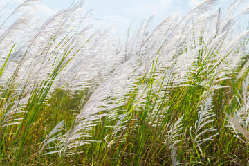 White reed in the meadow is blooming and blowing in the wind, winter in Thailand