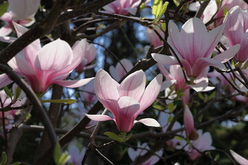 Pink magnolia flowers blooming on the tree