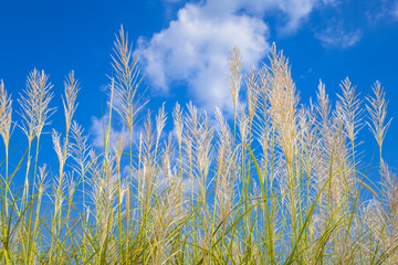 Obraz premium Treetop of young reed going to blooming on blue sky in sunny day