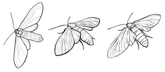 Set, moth butterfly. Black and white sketch. Illustration graphic Vector