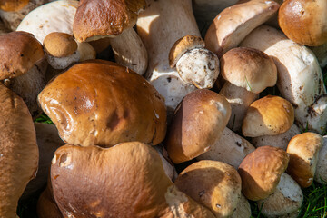 Collected porcini mushrooms on the ground. Pile of porcini mushrooms