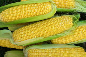 Top view of freshly harvested ears of corn