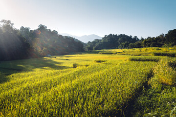 evening rice fields in the countryside