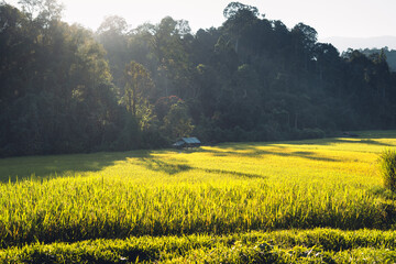 evening rice fields in the countryside