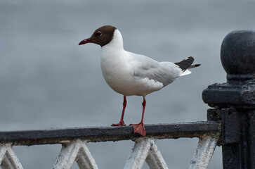 Close-up of a seagull perched on a metal fence