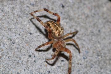 agelena labyrinthica spider macro photo