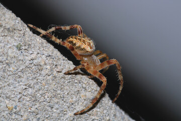 agelena labyrinthica spider macro photo