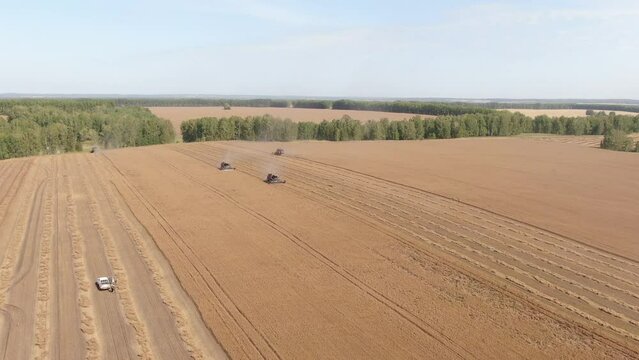 Aerial shot forward camera flight over four harvesting harvester and stripes of spikes lying on the field. Young sunny autumn. Camera looking side, seen horizon, forest belts and other fields