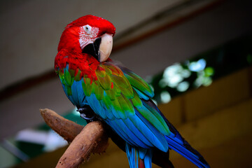Colorful feathers